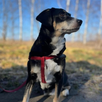Ika - drobniutka, domowa, wychowana sunia!