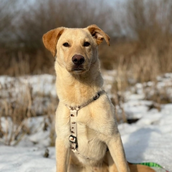 Goldi - wesoły szczeniak w typie labradora