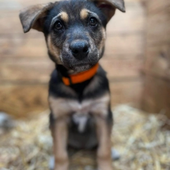 Kiwi - 9 tygodniowa, wesoła sunia SZCZENIAK do adopcji