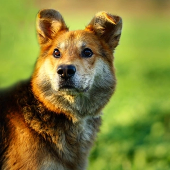 Fido - przyjazny, wesoły kandydat na psijaciela!  F