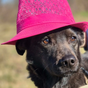 Czaruś - doświadczony przez życie psiak szuka pilnie domu!