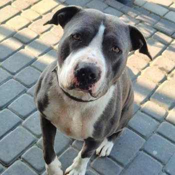 Cudowny, młody, domowy amstaff szuka domu!