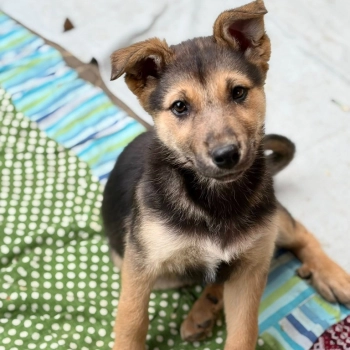 Lola - 4 miesięczny SZCZENIAK szuka domu!