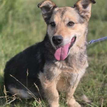 Figa - suczka w typie corgi, wesoła