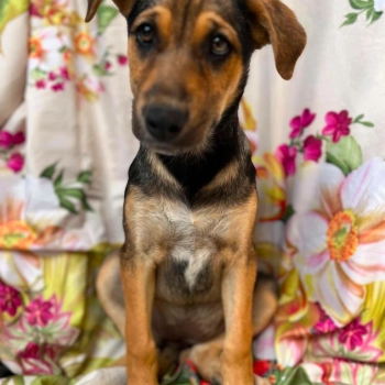 Kiwi - 4 miesięczna sunia SZCZENIAK adopcja
