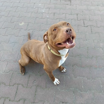 Megi, wyjątkowa sunia w typie pitbulla red nose
