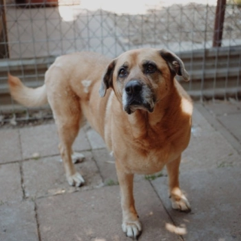 Suzi - domowa, kochana, przyjazna sunia