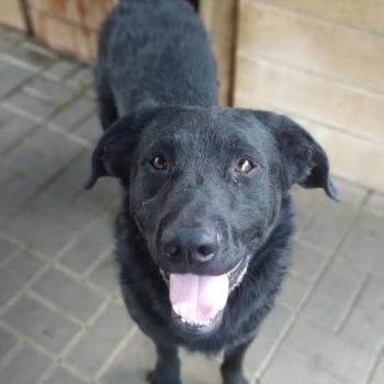 Pluto - zakochany w człowieku LABRADOR mix