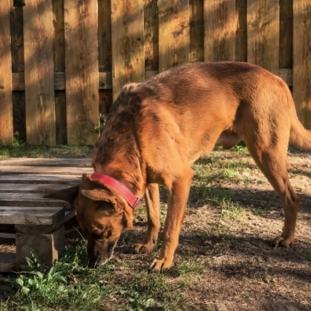 Wituś - historia, kt&oacute;ra łamie serce...