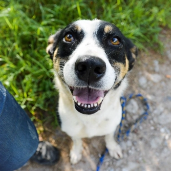 Pepsi - całe życie w schronisku, super sunia do adopcj