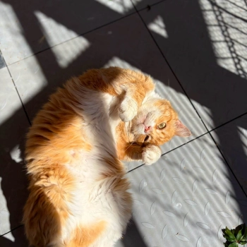 Garfield - mądry, ułożony kotek szuka domu!