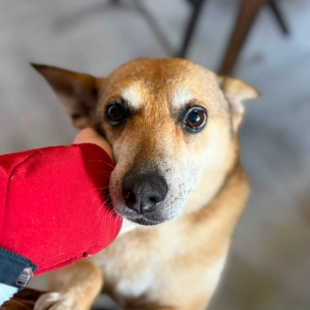 Hela - niekonfliktowa, spokojna sunia do adopcji!
