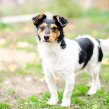 Żuczek - niewielki mix terrierka szuka domu!